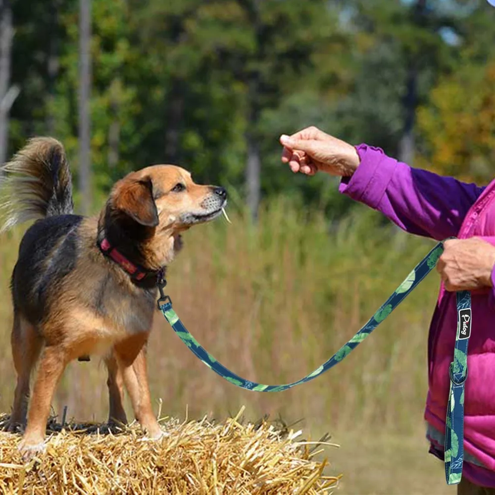 Active Leash